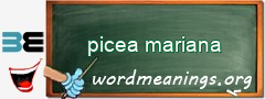 WordMeaning blackboard for picea mariana